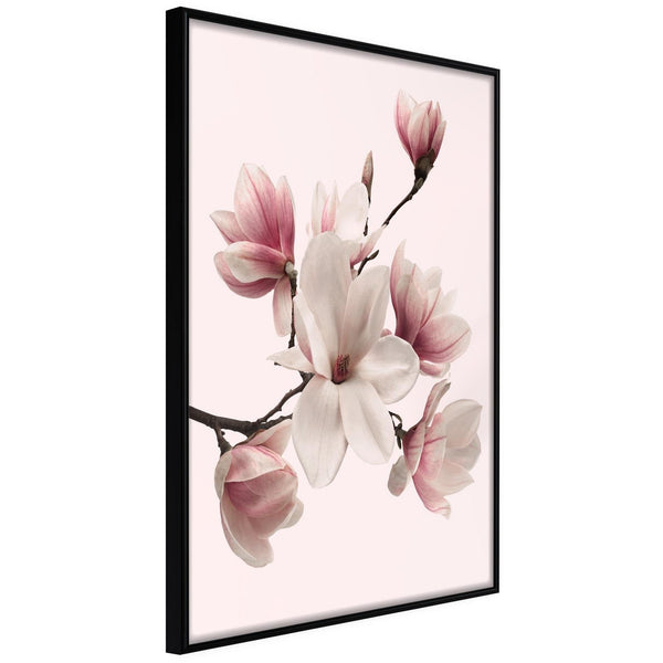 Inramad Poster / Tavla - Blooming Magnolias I-Poster Inramad-Artgeist-20x30-Svart ram-peaceofhome.se