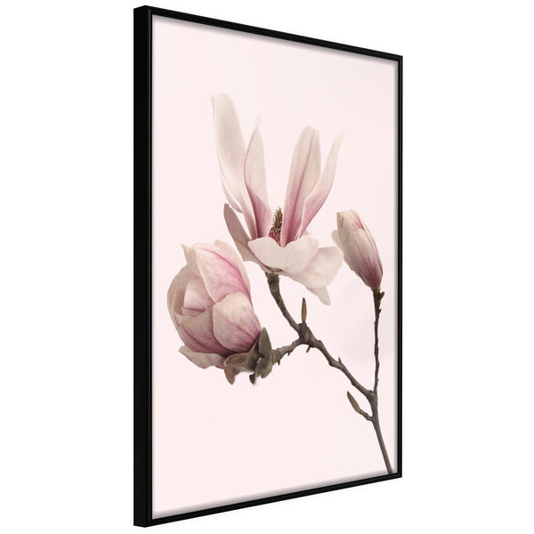 Inramad Poster / Tavla - Blooming Magnolias II-Poster Inramad-Artgeist-20x30-Svart ram-peaceofhome.se