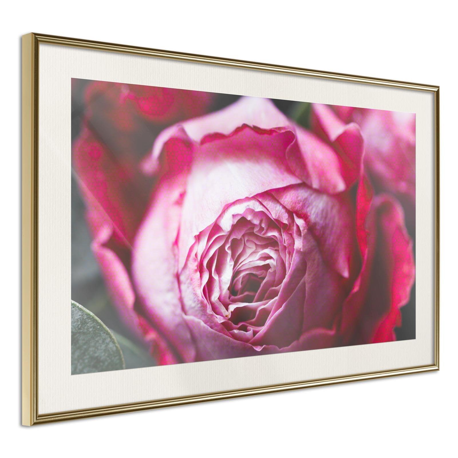 Inramad Poster / Tavla - Blooming Rose-Poster Inramad-Artgeist-30x20-Guldram med passepartout-peaceofhome.se