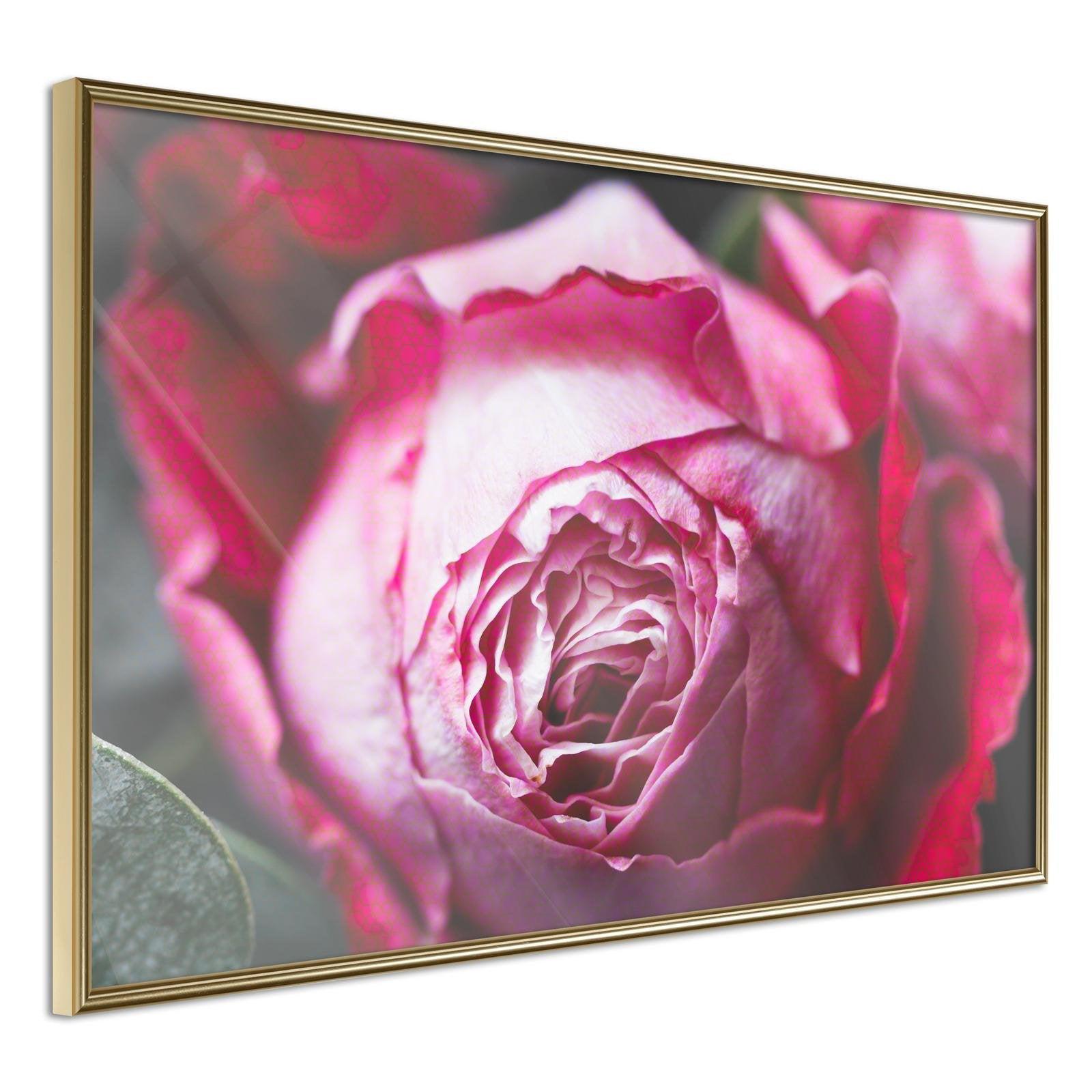 Inramad Poster / Tavla - Blooming Rose-Poster Inramad-Artgeist-30x20-Guldram-peaceofhome.se