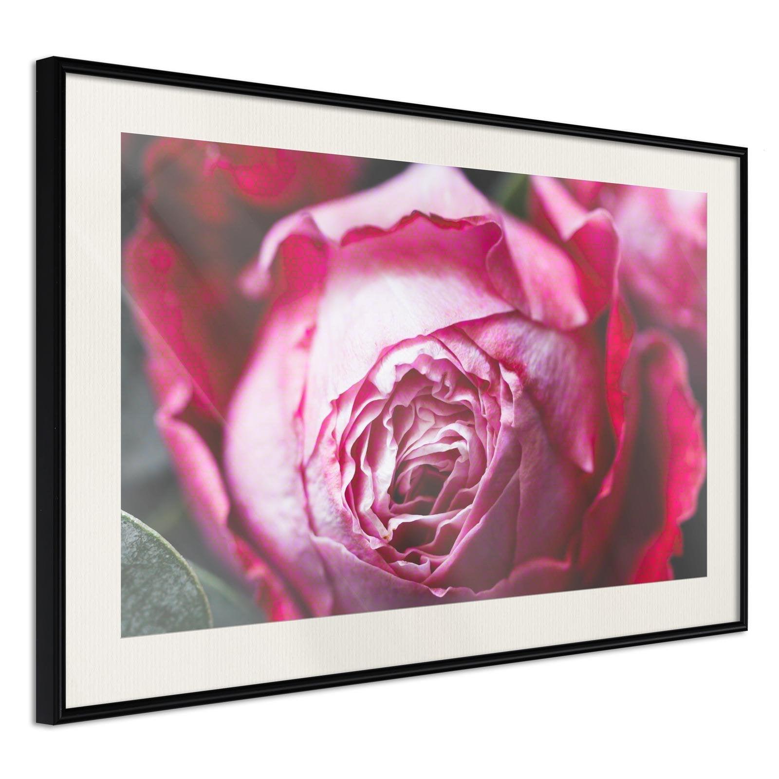 Inramad Poster / Tavla - Blooming Rose-Poster Inramad-Artgeist-30x20-Svart ram med passepartout-peaceofhome.se