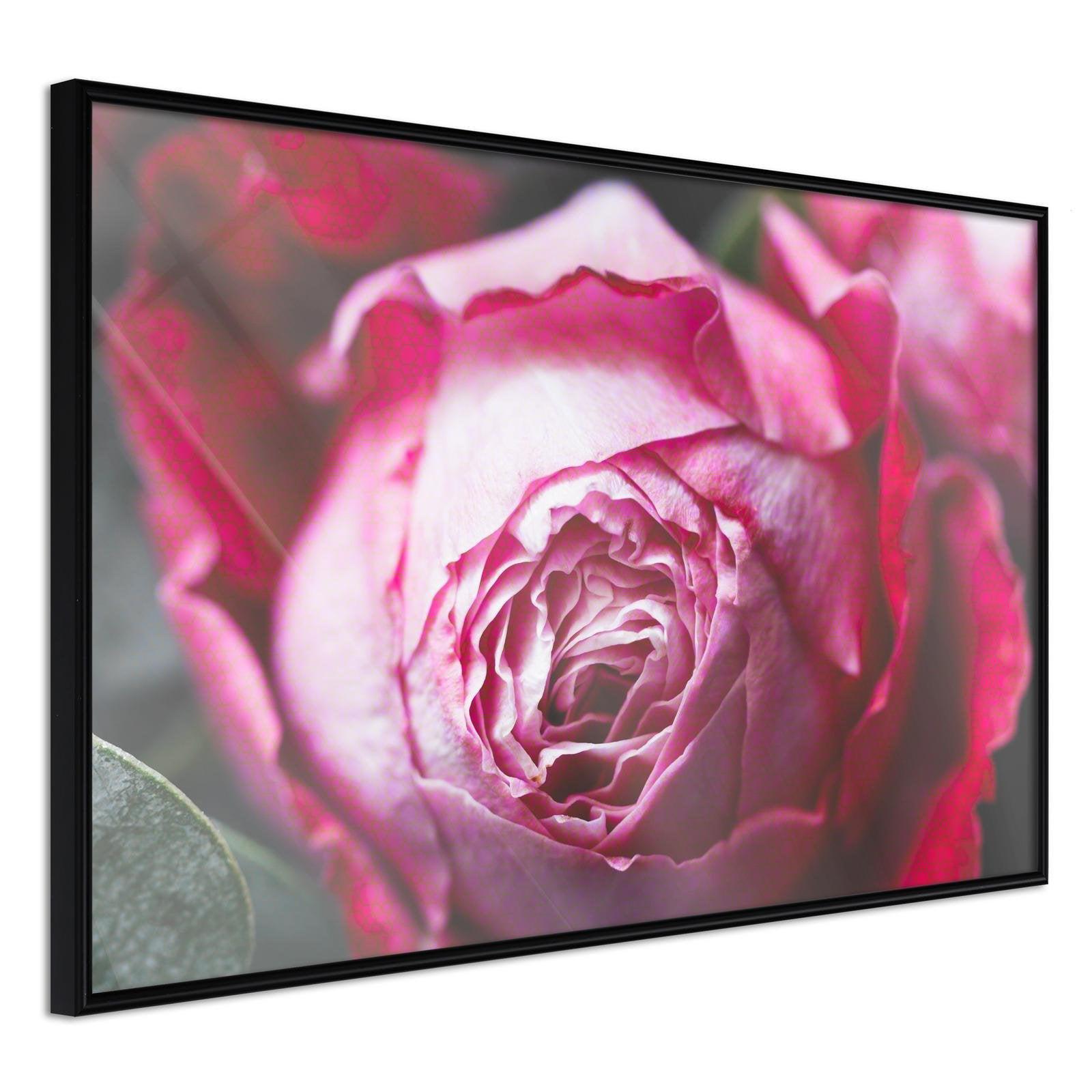 Inramad Poster / Tavla - Blooming Rose-Poster Inramad-Artgeist-30x20-Svart ram-peaceofhome.se