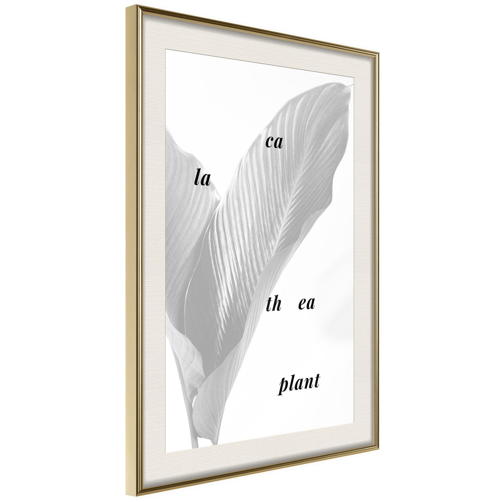 Inramad Poster / Tavla - Calathea Leaves-Poster Inramad-Artgeist-20x30-Guldram med passepartout-peaceofhome.se