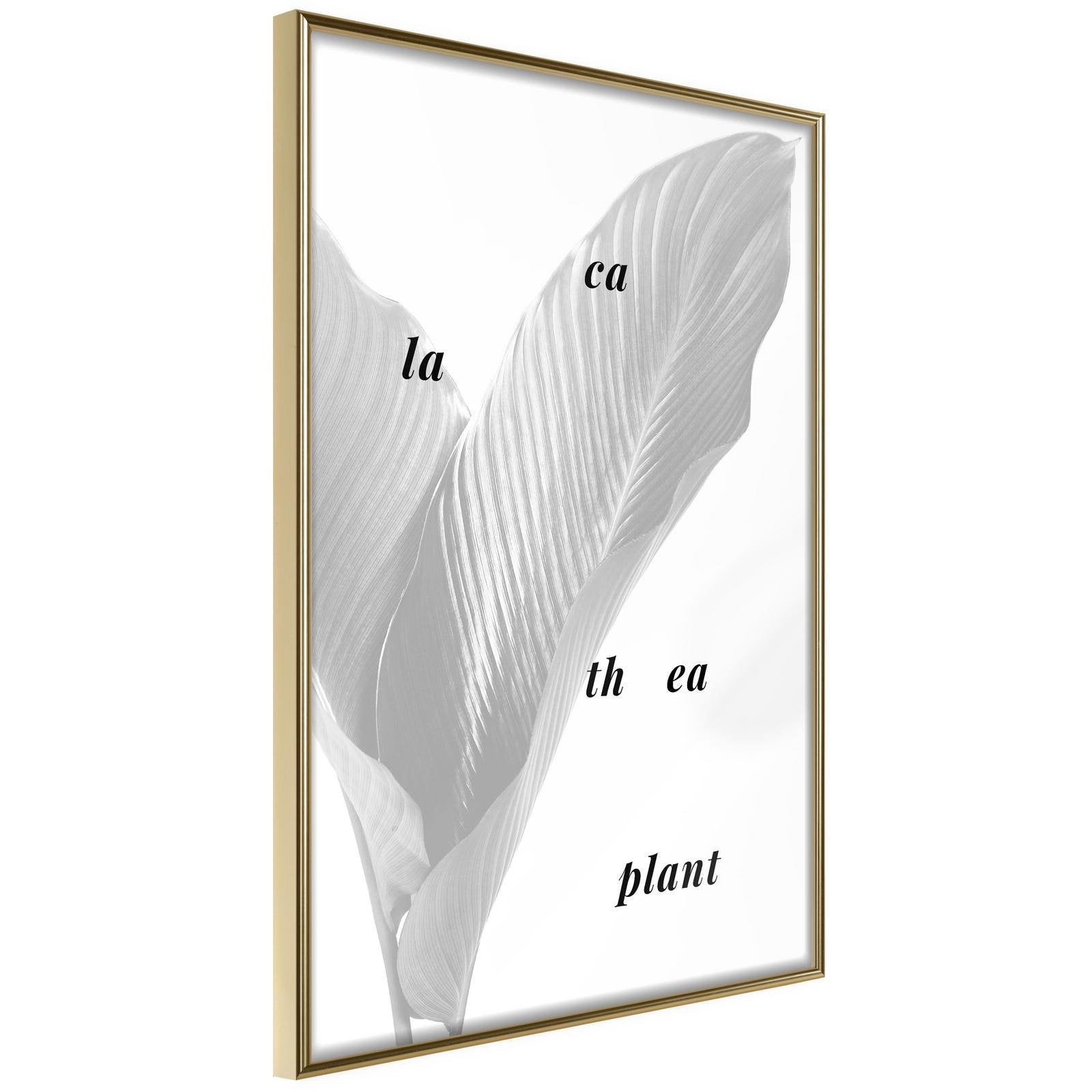 Inramad Poster / Tavla - Calathea Leaves-Poster Inramad-Artgeist-20x30-Guldram-peaceofhome.se