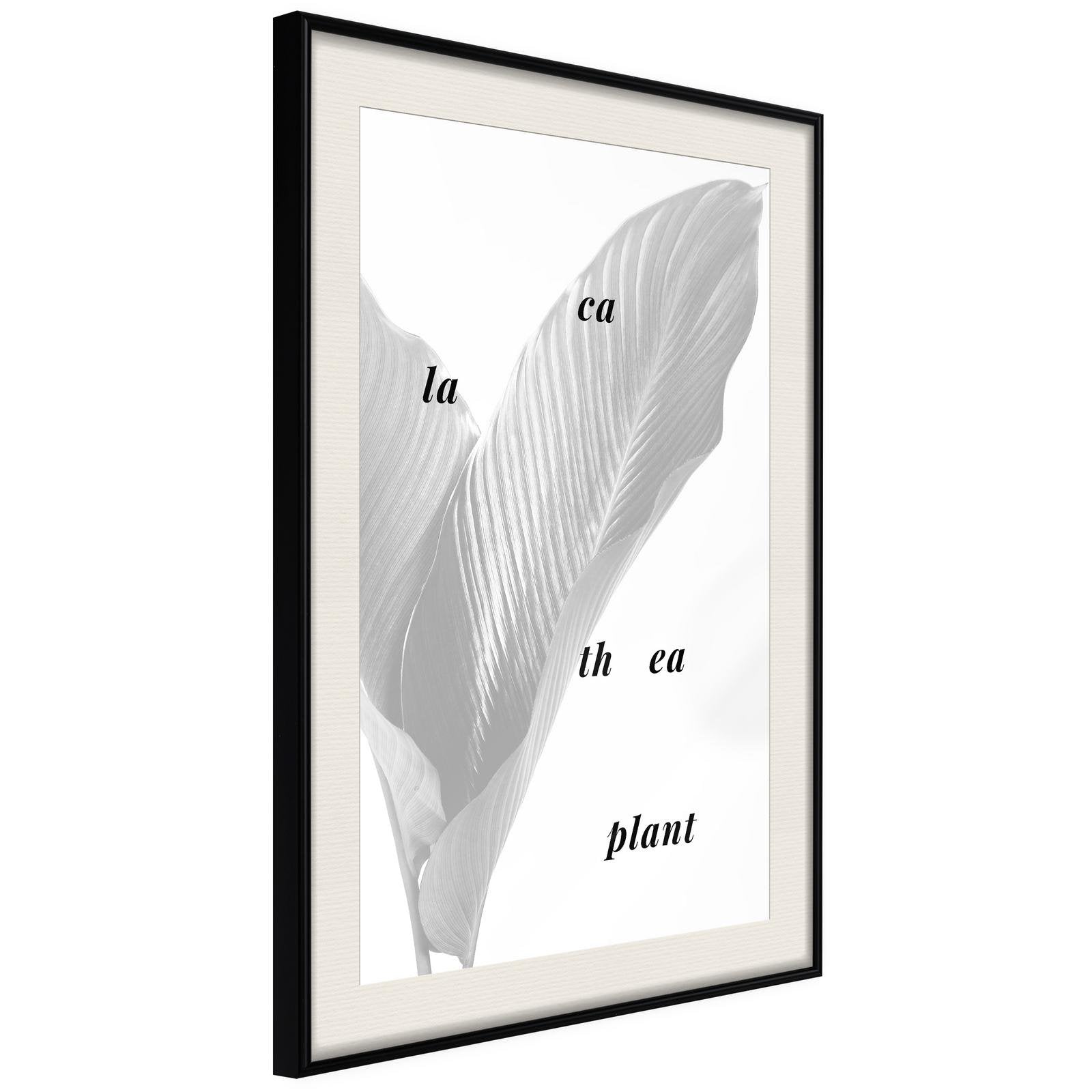 Inramad Poster / Tavla - Calathea Leaves-Poster Inramad-Artgeist-20x30-Svart ram med passepartout-peaceofhome.se