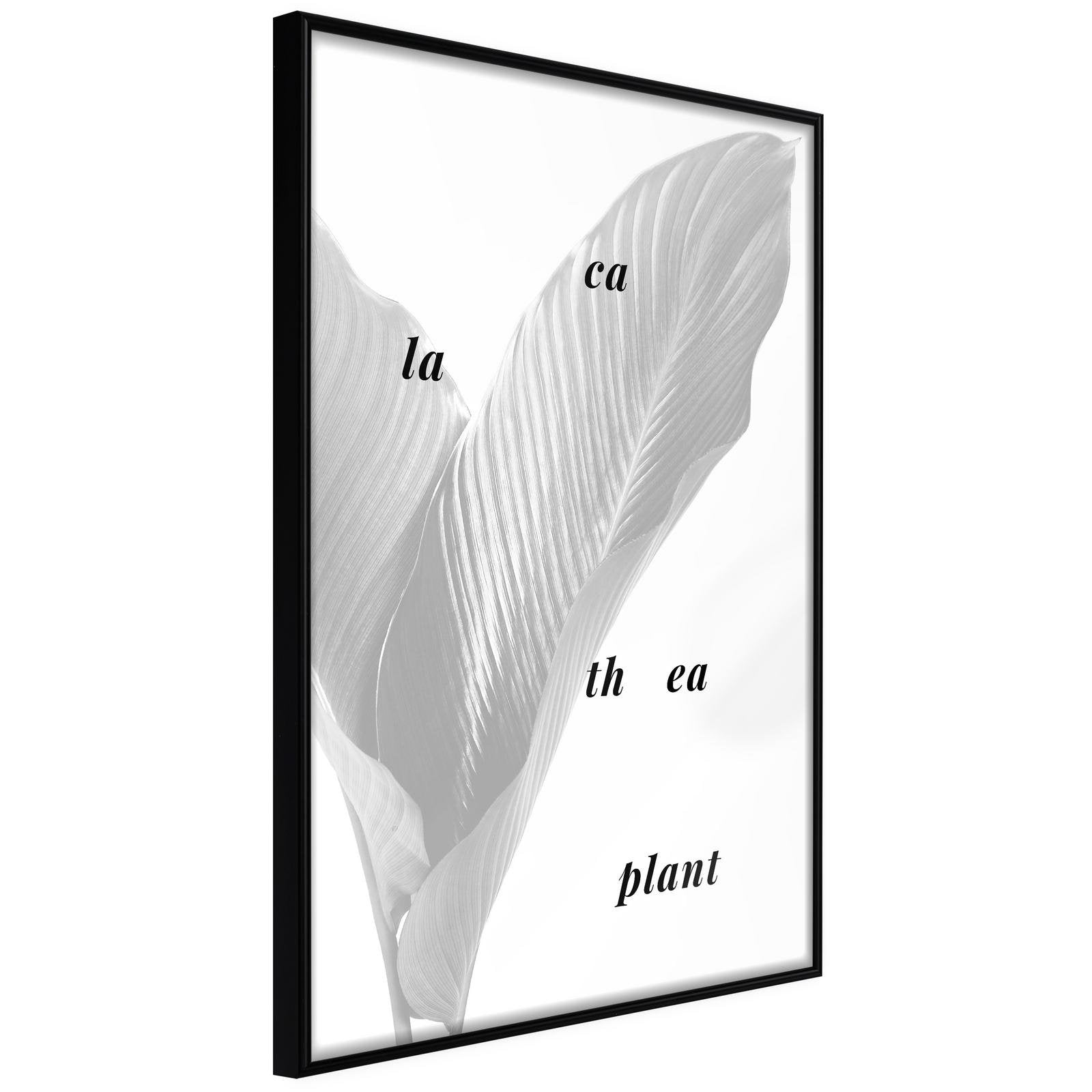 Inramad Poster / Tavla - Calathea Leaves-Poster Inramad-Artgeist-20x30-Svart ram-peaceofhome.se