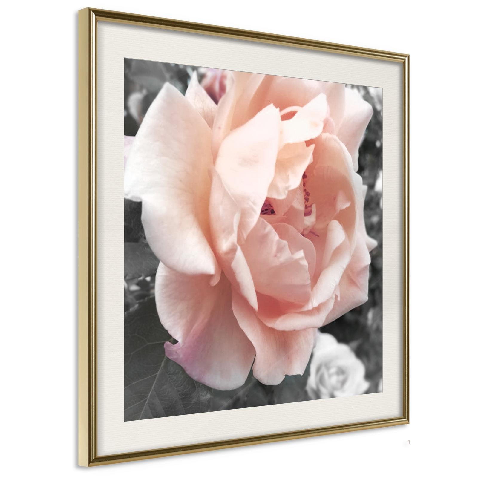 Inramad Poster / Tavla - Delicate Rose-Poster Inramad-Artgeist-20x20-Guldram med passepartout-peaceofhome.se
