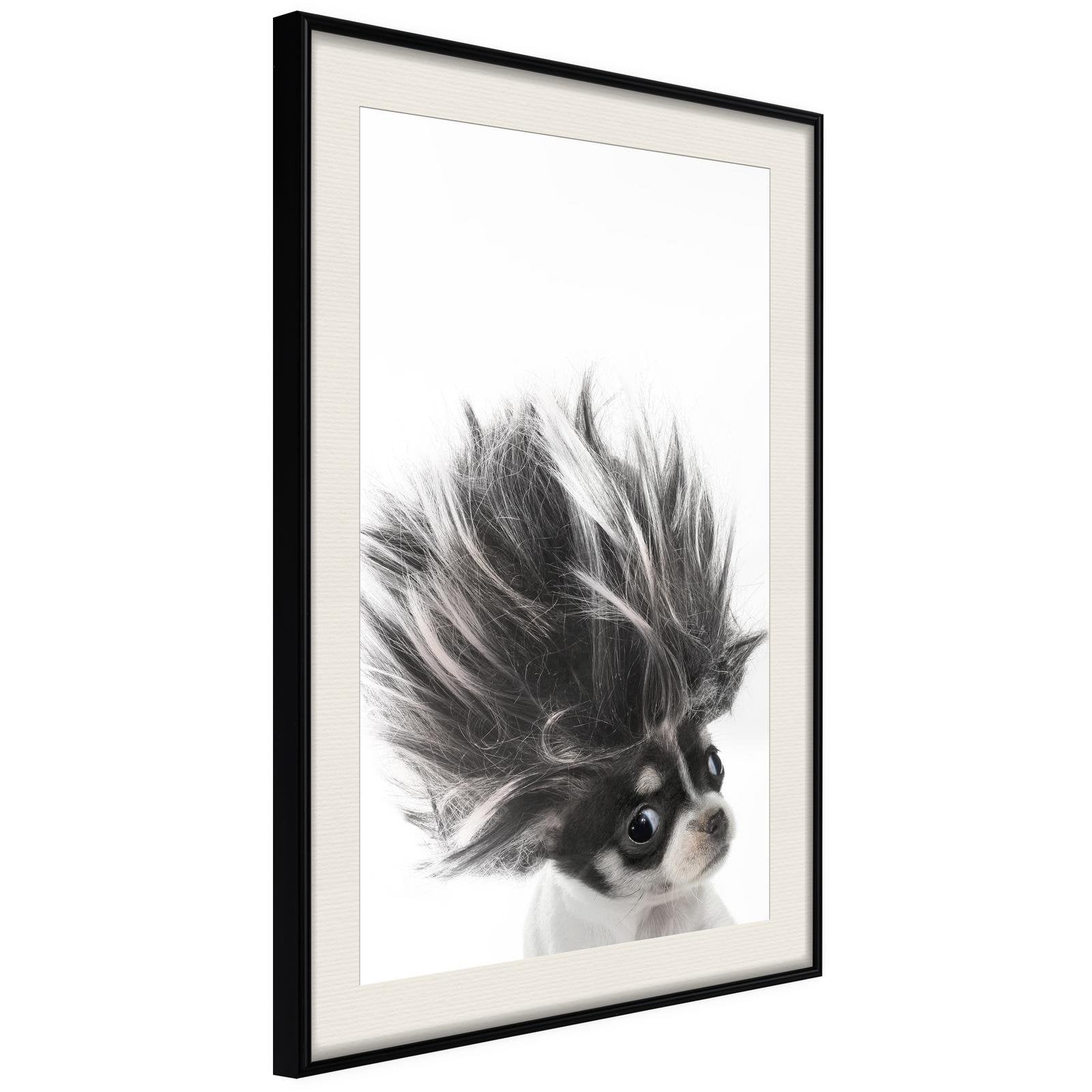 Inramad Poster / Tavla - Funny Chihuahua-Poster Inramad-Artgeist-20x30-Svart ram med passepartout-peaceofhome.se