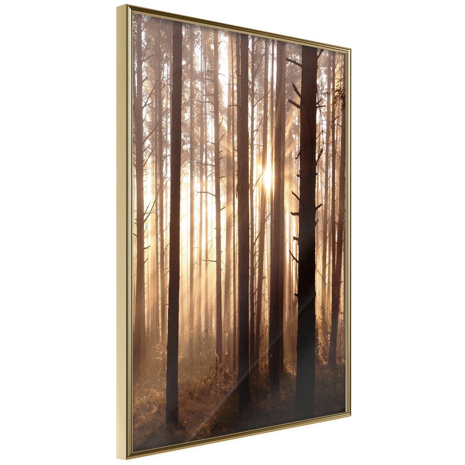 Inramad Poster / Tavla - Morning in the Forest-Poster Inramad-Artgeist-20x30-Guldram-peaceofhome.se