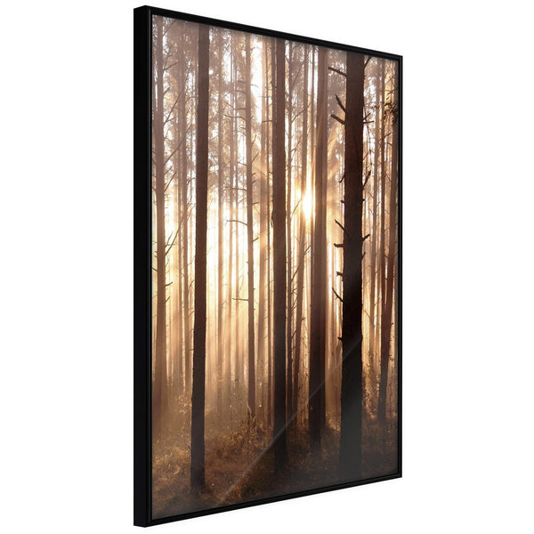 Inramad Poster / Tavla - Morning in the Forest-Poster Inramad-Artgeist-20x30-Svart ram-peaceofhome.se