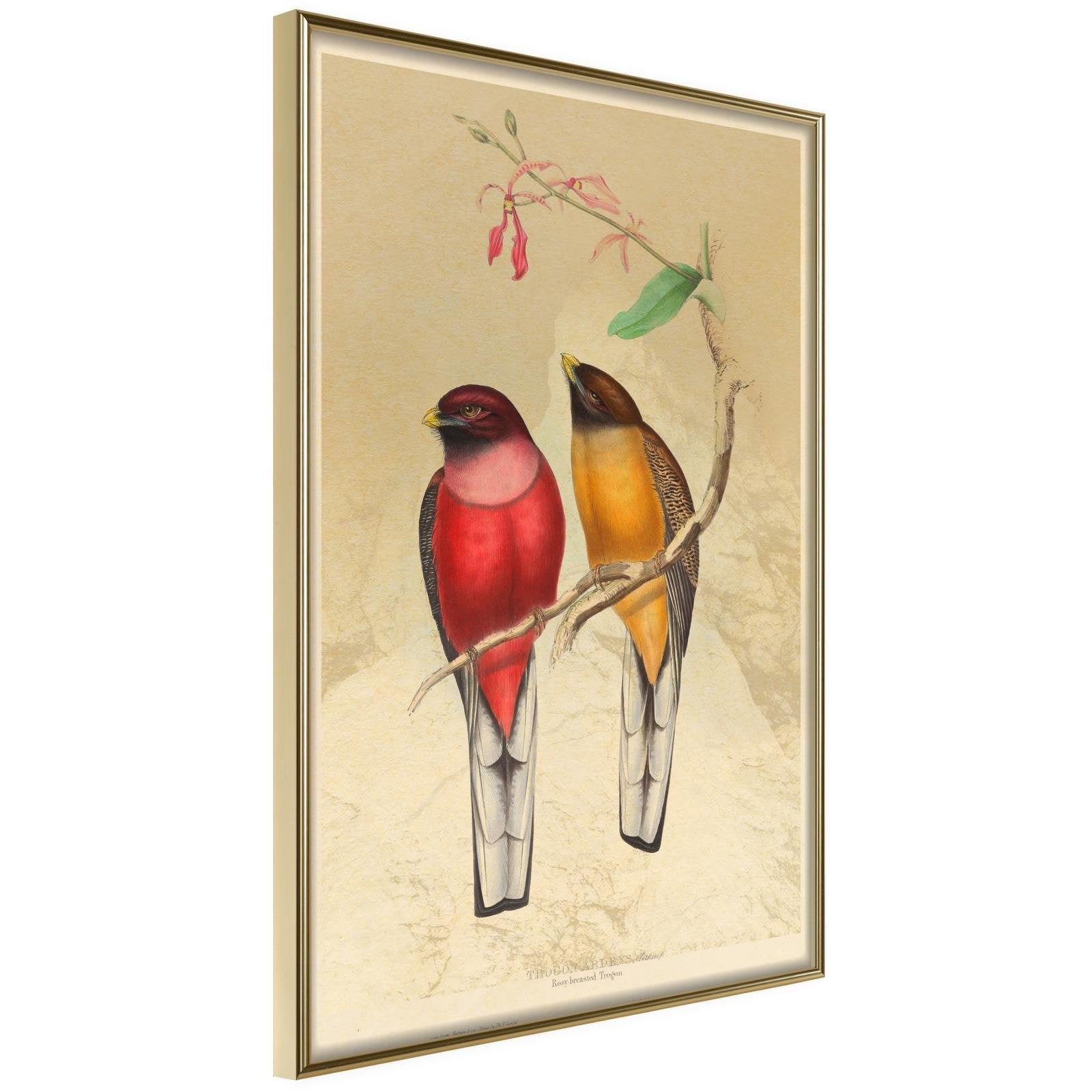Inramad Poster / Tavla - Ornithologist's Drawings-Poster Inramad-Artgeist-20x30-Guldram-peaceofhome.se
