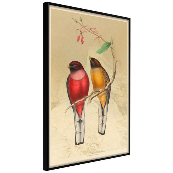 Inramad Poster / Tavla - Ornithologist's Drawings-Poster Inramad-Artgeist-20x30-Svart ram-peaceofhome.se