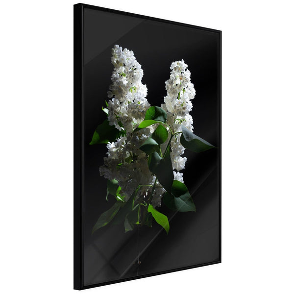 Inramad Poster / Tavla - White Lilac-Poster Inramad-Artgeist-20x30-Svart ram-peaceofhome.se