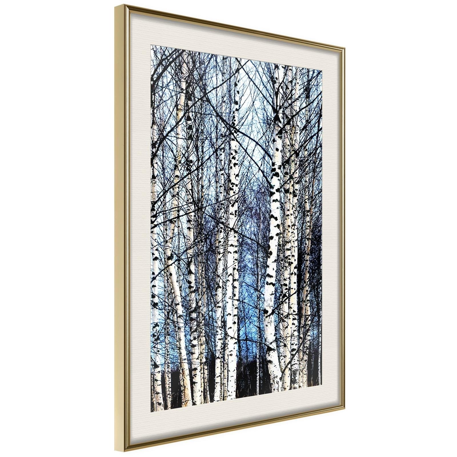 Inramad Poster / Tavla - Winter Birch Trees-Poster Inramad-Artgeist-20x30-Guldram med passepartout-peaceofhome.se