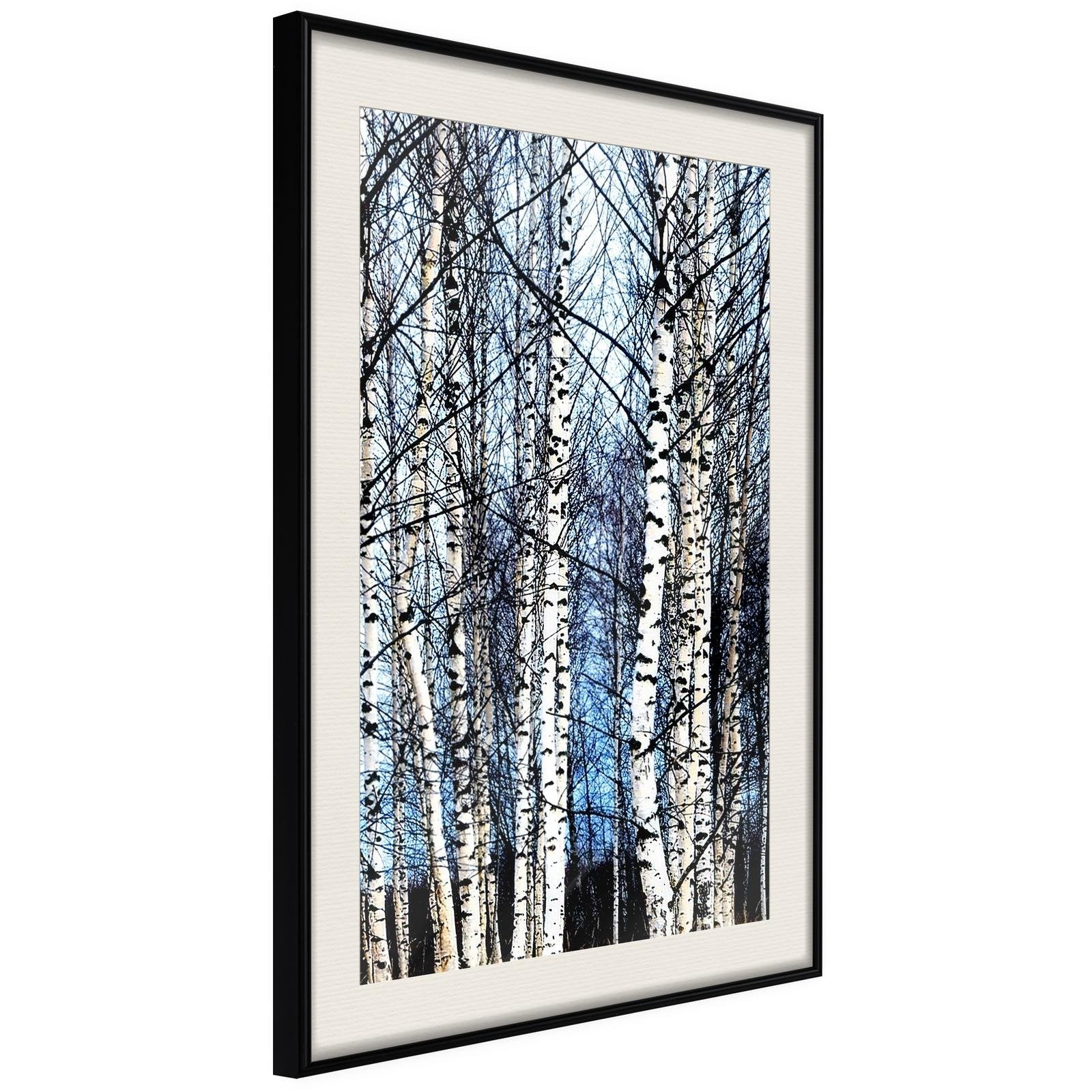 Inramad Poster / Tavla - Winter Birch Trees-Poster Inramad-Artgeist-20x30-Svart ram med passepartout-peaceofhome.se
