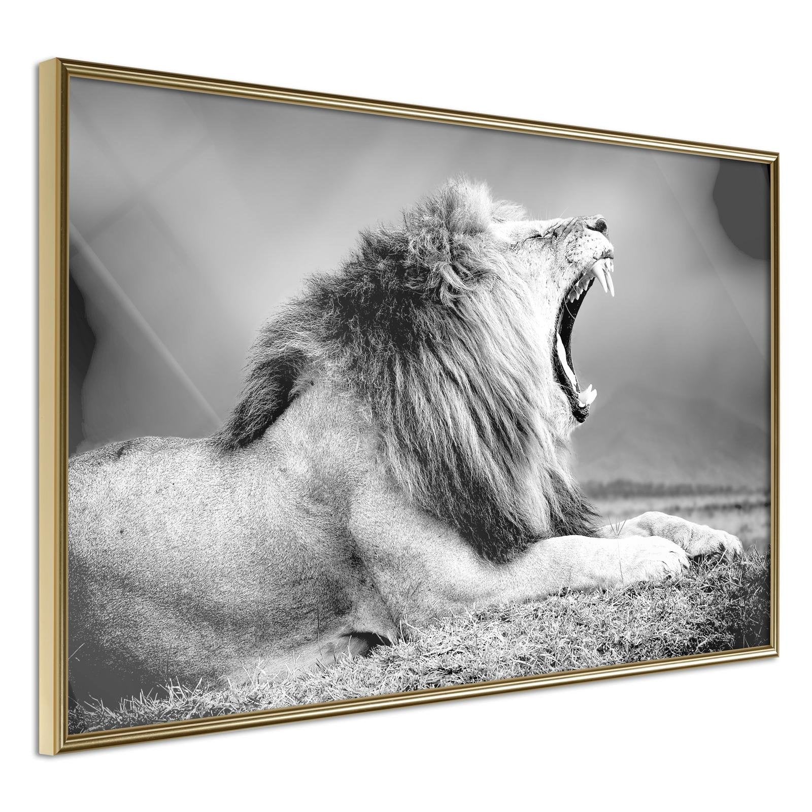 Inramad Poster / Tavla - Yawning Lion-Poster Inramad-Artgeist-30x20-Guldram-peaceofhome.se