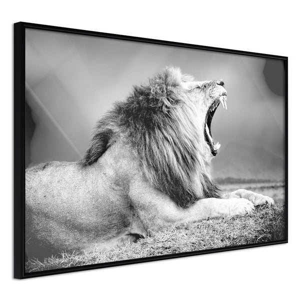 Inramad Poster / Tavla - Yawning Lion-Poster Inramad-Artgeist-30x20-Svart ram-peaceofhome.se