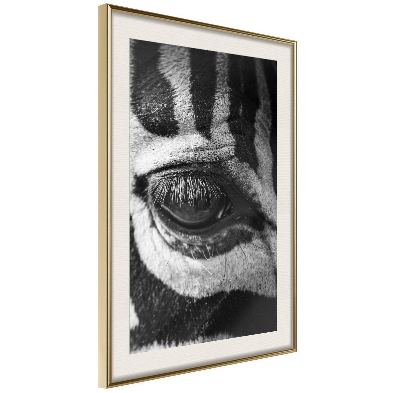 Inramad Poster / Tavla - Zebra Is Watching You-Poster Inramad-Artgeist-20x30-Guldram med passepartout-peaceofhome.se