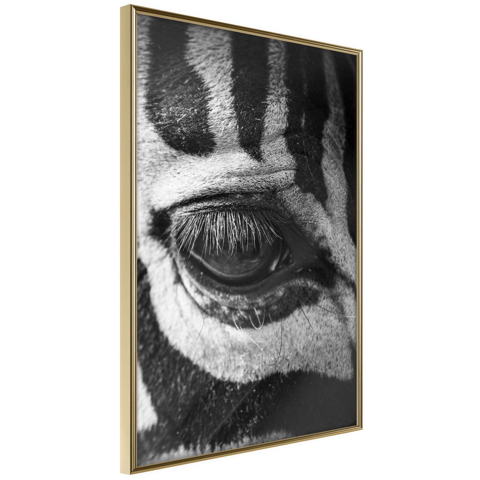 Inramad Poster / Tavla - Zebra Is Watching You-Poster Inramad-Artgeist-20x30-Guldram-peaceofhome.se