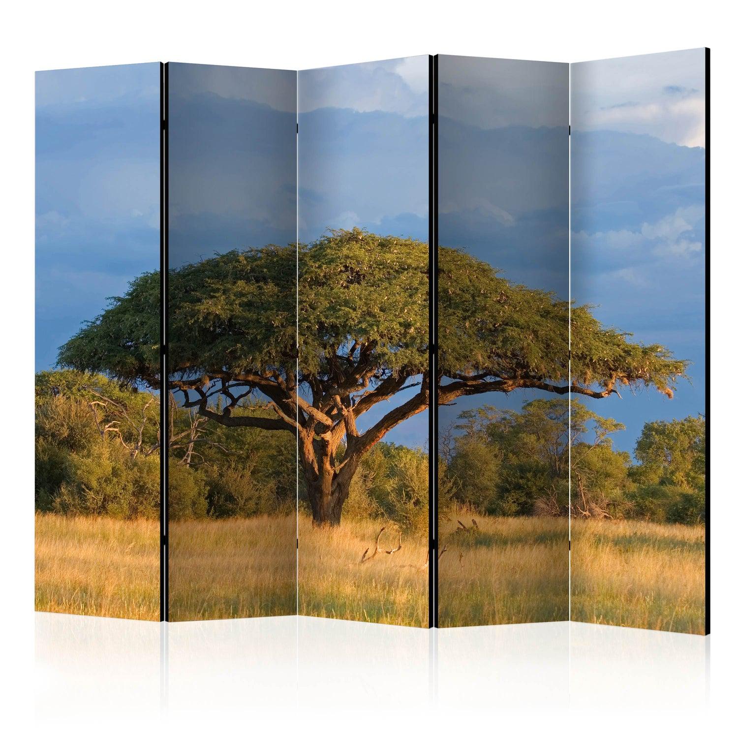 Rumsavdelare / Skärmvägg - African acacia tree, Hwange National Park, Zimbabwe II-Rumsavdelare-Artgeist-225x172-peaceofhome.se