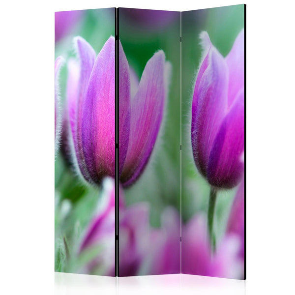 Rumsavdelare / Skärmvägg - Purple spring tulips-Rumsavdelare-Artgeist-135x172-peaceofhome.se